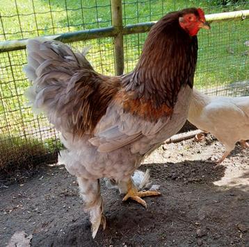 Brahma Haan te ruil beschikbaar voor biedingen