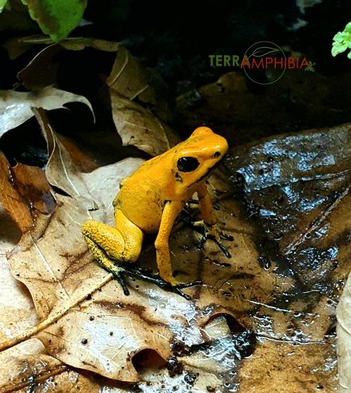 Phyllobates terribilis Jaune, Animaux & Accessoires, Reptiles & Amphibiens, Amphibien, 0 à 2 ans