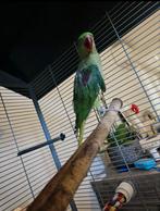 groot Alexanderparkiet half tam geringd, Dieren en Toebehoren, Mannelijk, Papegaai, Geringd