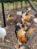 Brahma buff foktoom, Dieren en Toebehoren, Pluimvee