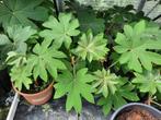 Tetrapanax steriol gaint, Tuin en Terras, Planten | Tuinplanten, Vaste plant, Overige soorten, Ophalen, Bloeit niet