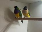 Koppel goulds 50€ samen, Dieren en Toebehoren, Vogels | Overige Vogels