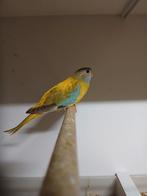 Perruche splendide femelle 2025, Animaux & Accessoires, Oiseaux | Perruches & Perroquets, Femelle, Perruche, Bagué
