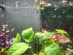 Guppies