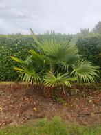 Winterharde palmboom - trachycarpus fortunei 2m, Tuin en Terras, Planten | Bomen, Ophalen, Palmboom