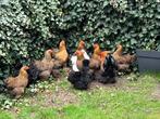 Diverse krielen Brahma en zijdehoen, Dieren en Toebehoren, Pluimvee, Meerdere dieren, Kip