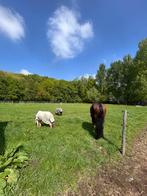 Plek op weide, Weidegang, 2 of 3 paarden of pony's