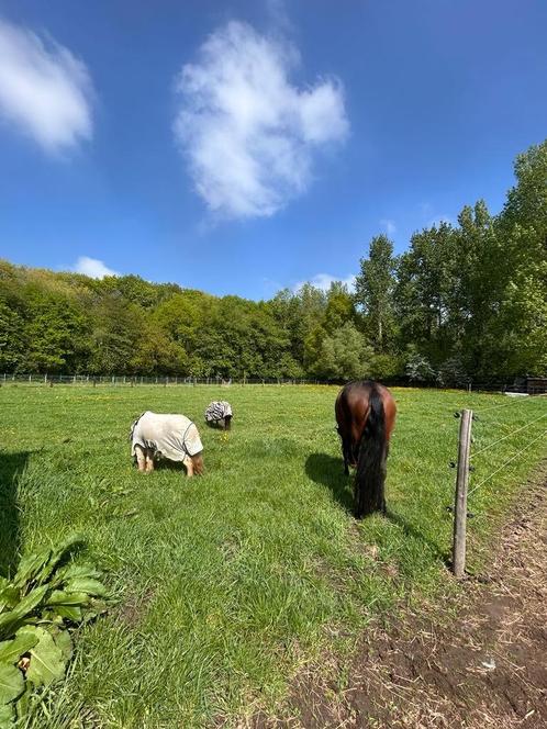 Plek op weide, Dieren en Toebehoren, Stalling en Weidegang, Weidegang, 2 of 3 paarden of pony's