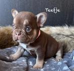 Franse Bulldog pups in huis opgegroeid, België, Fokker | Hobbymatig, 8 tot 15 weken, CDV (hondenziekte)