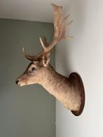 Tête de cerf rouge, Enlèvement, Utilisé, Animal sauvage, Bois ou Tête