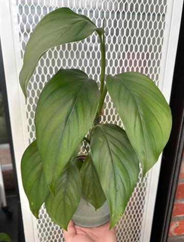 Monstera Acacoyaguensis, Huis en Inrichting, Ophalen of Verzenden