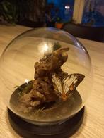 Globe met vlinder taxidermie, Verzamelen, Ophalen, Zo goed als nieuw