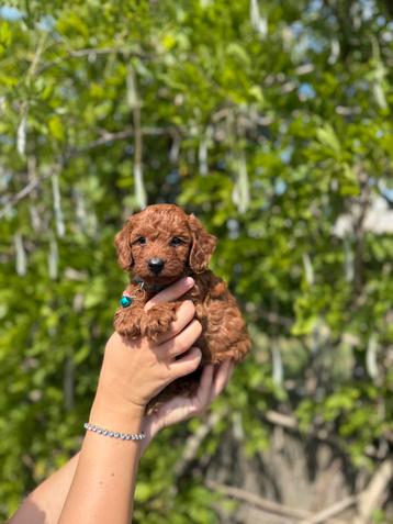 Prachtige dwergpoedel pups beschikbaar voor biedingen