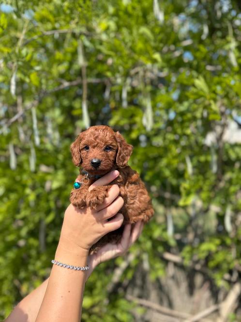 Prachtige dwergpoedel pups, Dieren en Toebehoren, Honden | Chihuahua's en Gezelschapshonden, Meerdere dieren, Poedel, Fokker | Professioneel