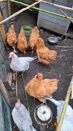 Jonge orpington buff kippen, Dieren en Toebehoren, Pluimvee