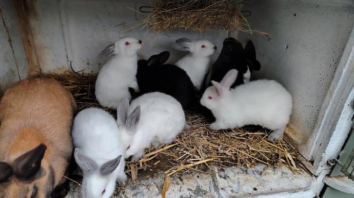 Jeunes lapins - (race à viande) - annonce 2, Animaux & Accessoires, Lapins
