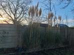 Pampasgras gratis, Tuin en Terras, Ophalen