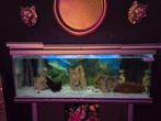 Compleet aquarium te koop, Dieren en Toebehoren, Vissen | Aquaria en Toebehoren, Ophalen, Gebruikt, Nvt, Nvt