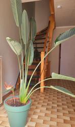 Grote mooie strelitzia reginae, Huis en Inrichting, Kamerplanten, Ophalen
