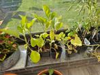 groenten, Tuin en Terras, Ophalen