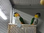 Koppeltje zwartkop caiques