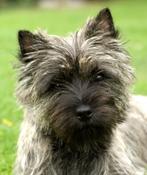 Cairn têrrier pup reutjes wildkleur, Dieren en Toebehoren, Honden | Jack Russells en Terriërs, CDV (hondenziekte), Meerdere, België
