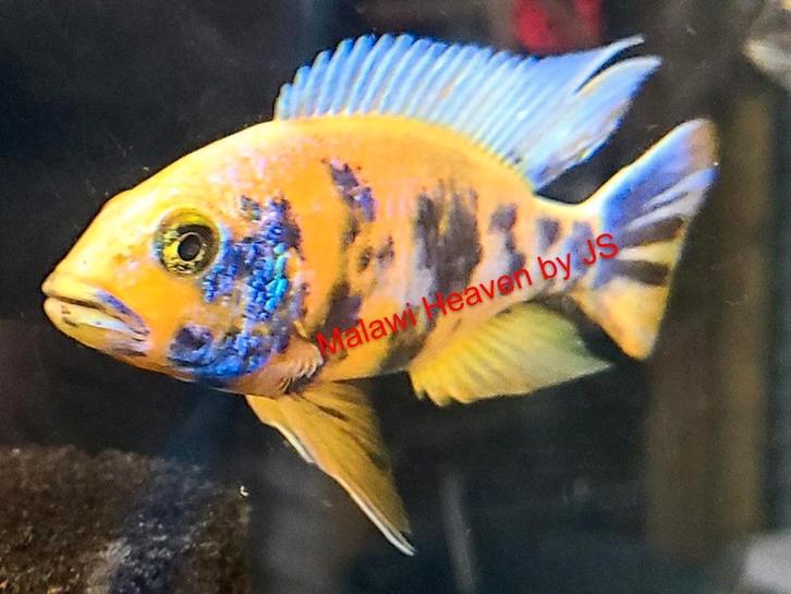 Aulonocara Yellow Berry malawi cichliden, Dieren en Toebehoren, Vissen | Aquariumvissen, Zoetwatervis, Vis, Schoolvis