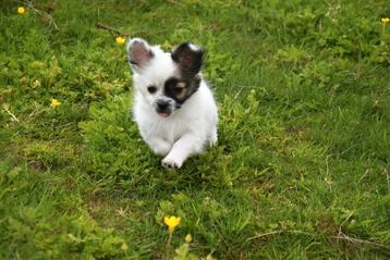Prachtig kruising Chihuahua pupje  beschikbaar voor biedingen