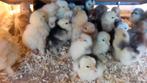 1dag kuikens cochin kriel, Dieren en Toebehoren, Pluimvee