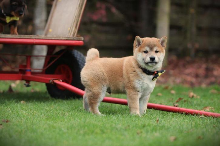 Chiots Shiba Inu, chiens super intelligents, Animaux & Accessoires, Chiens | Huskys, Loulous & Types primitifs, Plusieurs animaux