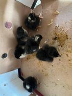 Marans en amrock, Dieren en Toebehoren, Pluimvee