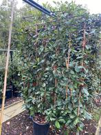 Photinia fraseri 'Red Robin'. Leiboom met bamboescherm