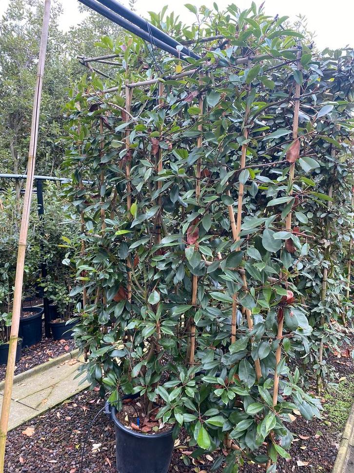 Photinia fraseri 'Red Robin'. Leiboom met bamboescherm, Tuin en Terras, Planten | Bomen, Leiboom, Ophalen