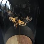 Papillon Sphinx Acherontia Atropos DeathHead hawkmoth, Collections, Collections Animaux, Insecte, Animal empaillé, Enlèvement ou Envoi