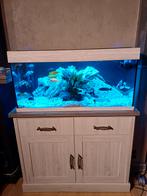 Juwel Rio180 met cichliden, Dieren en Toebehoren