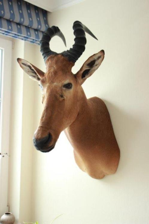 Taxidermie grote afrikaanse kop Hartebeest, Collections, Collections Animaux, Comme neuf, Bois ou Tête, Enlèvement ou Envoi