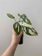 Monstera adansonii aurea variegata, Enlèvement ou Envoi