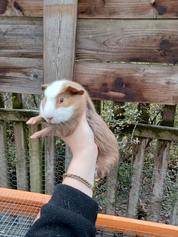 Cuy cavia/ reuzencavia beschikbaar voor biedingen