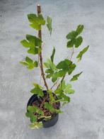 Druivelaar, Ophalen
