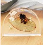 gezocht inheemse insecten epoxy, Ophalen