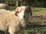 Ouessant rammen, Dieren en Toebehoren, Maart