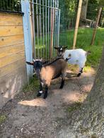 Dwerggeitjes te koop. 2 bokjes, Dieren en Toebehoren, Schapen, Geiten en Varkens