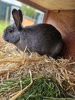 Gecastreerde ram 1,5 jaar oud. Eventueel met buitenhok, Dieren en Toebehoren