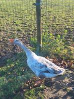 Oie mâle, Animaux & Accessoires, Volatiles, Mâle, Oie ou Cygne
