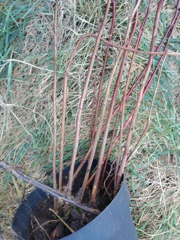 10 frambozen supersvruchten planten te Turnhout  beschikbaar voor biedingen