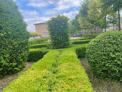 Buxus en très bon état, Jardin & Terrasse, Plantes | Arbustes & Haies, Haie, Buis, Moins de 100 cm, Enlèvement