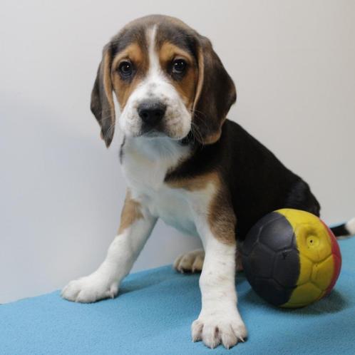 Beagle pups te koop (Belgisch), Dieren en Toebehoren, Honden | Beagles, Bassets en Lopende honden, Meerdere dieren, Beagle, Handelaar