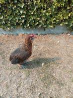 2 aracuana Hennen te koop 6 maand oud, Dieren en Toebehoren, Pluimvee