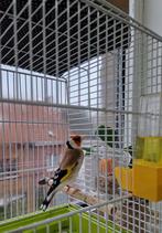 Grote distelvinken te koop, Dieren en Toebehoren, Vogels | Overige Vogels, Mannelijk