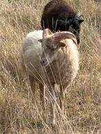 Ouessant ram 4mnd, Dieren en Toebehoren, Mannelijk, Schaap, 0 tot 2 jaar